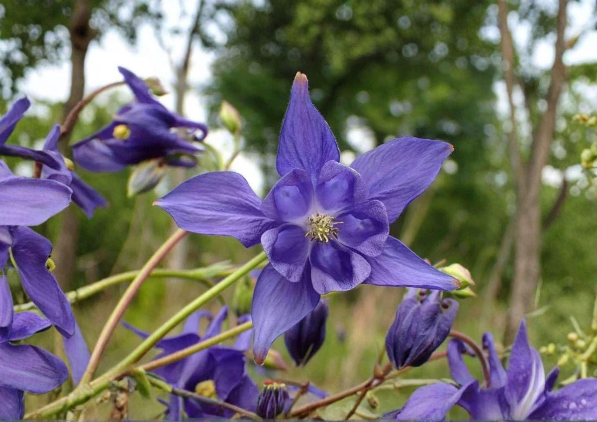 Double Columbine Seeds Granny’s Bonnet Mix – Perennial Flower Seeds for Shade Gardens, Aquilegia vulgaris