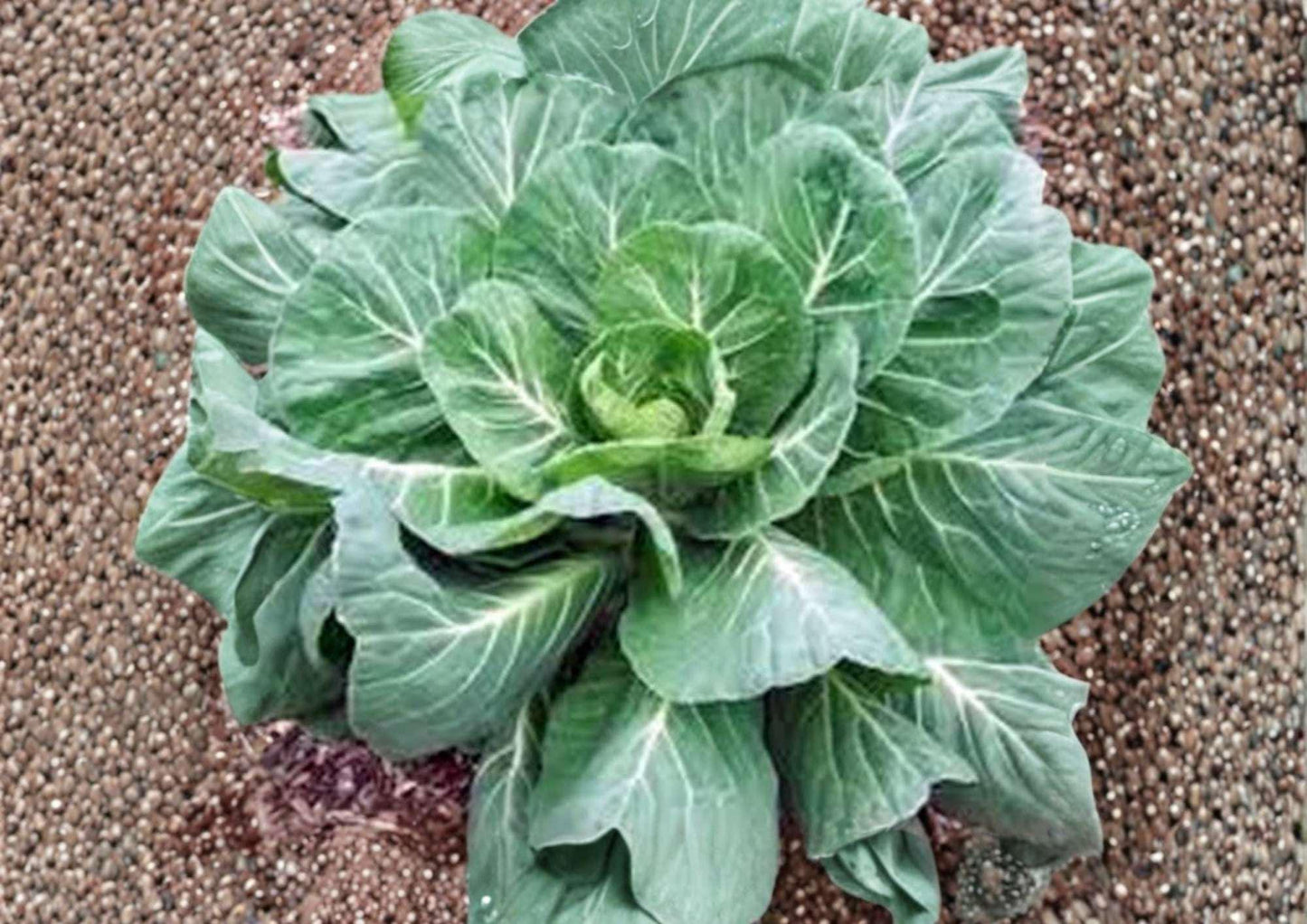 Heirloom Collard Greens Seeds 200+ Large Tender Leaves Cold Hardy Southern Greens Brassica oleracea