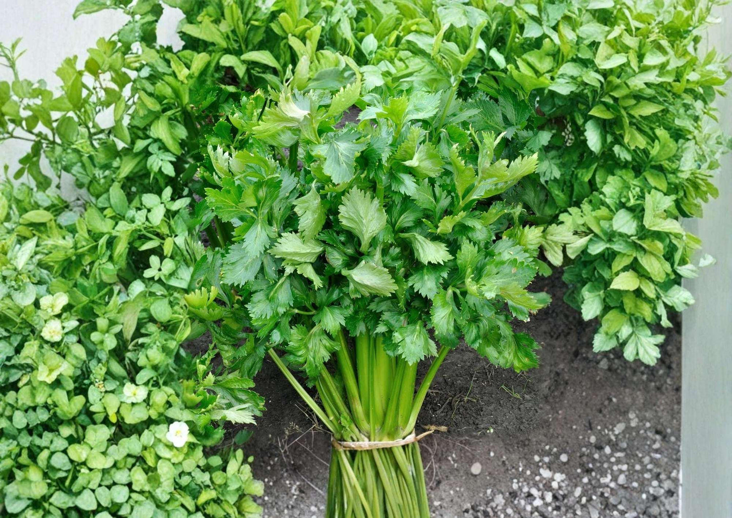 Tendercrisp Celery Seeds – Heirloom Vegetable Seeds for Garden Planting, Crisp Tender Stalks, High Yield, Apium graveolens