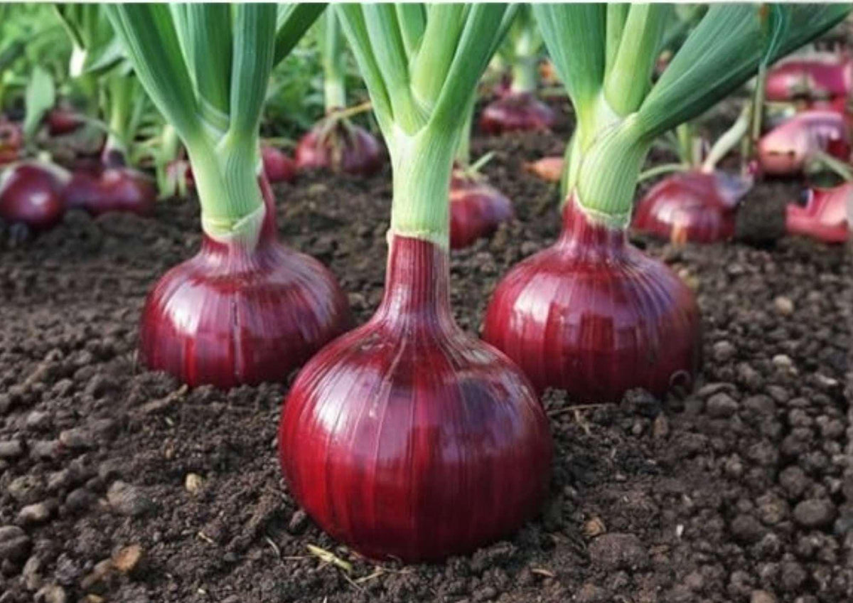 Red Cipollini Onion Seeds – Heirloom Flat Italian Sweet Onion Variety for Gourmet Cooking, Small Bulbs, High Yield