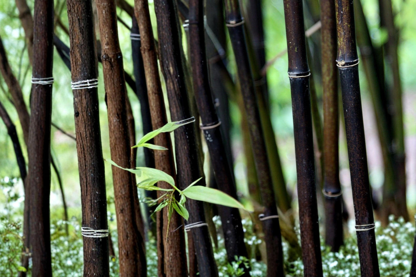 Black Bamboo Seeds – Phyllostachys nigra, Ornamental Grass for Landscaping & Privacy Screening