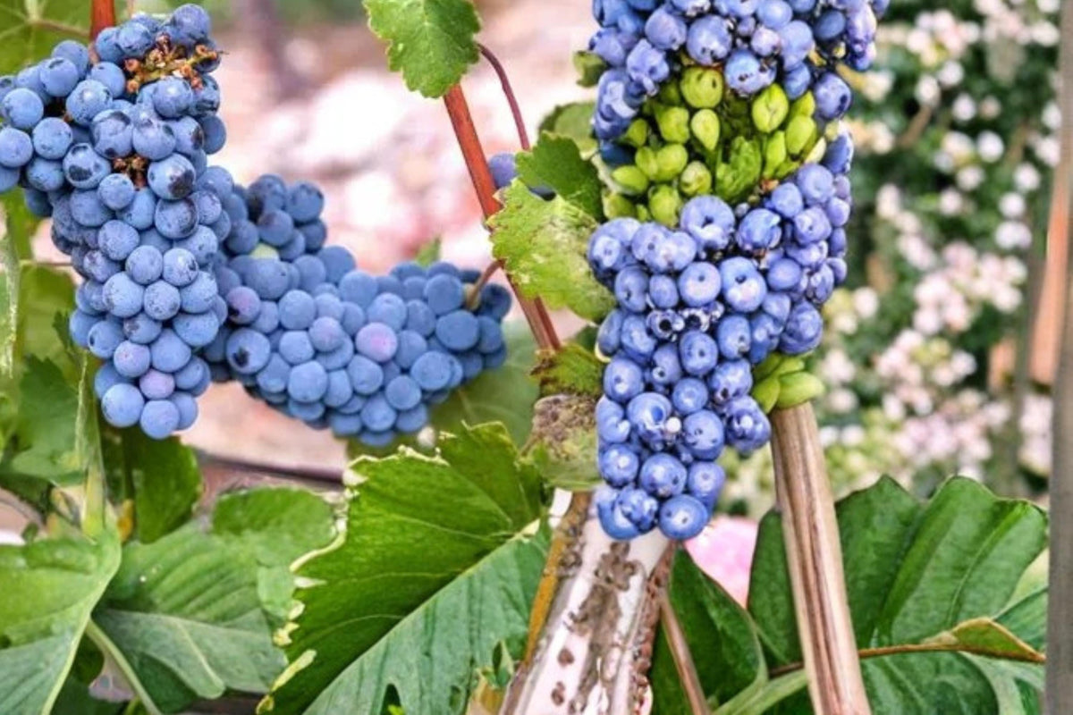 Wine Grape Vine Seeds – Vitis vinifera, Climbing Fruit Vine for Gardens and Vineyards