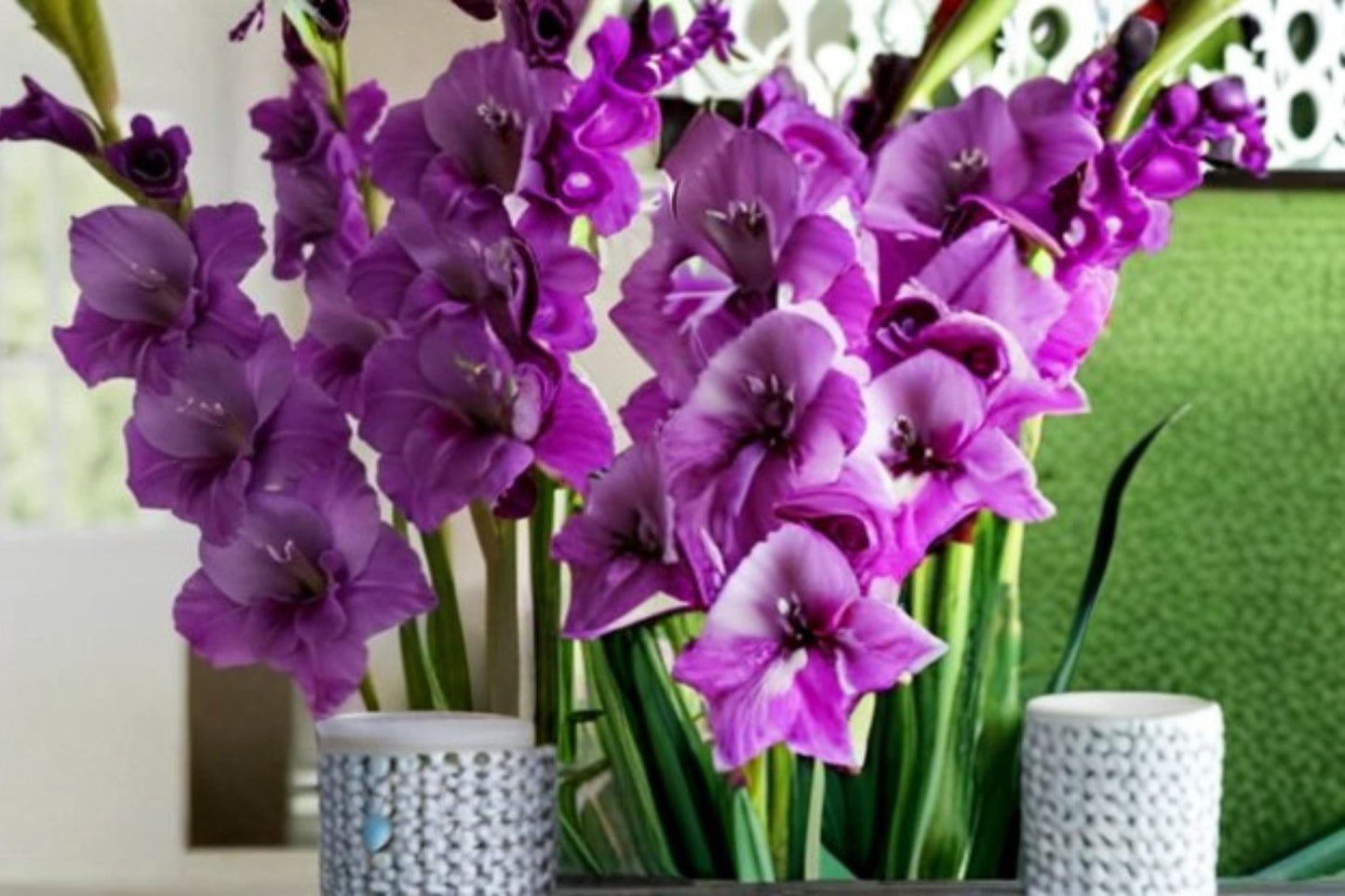 Purple Gladiolus Bulbs – Gladiolus hortulanus, Summer-Flowering Ornamental Bulb for Gardens and Borders