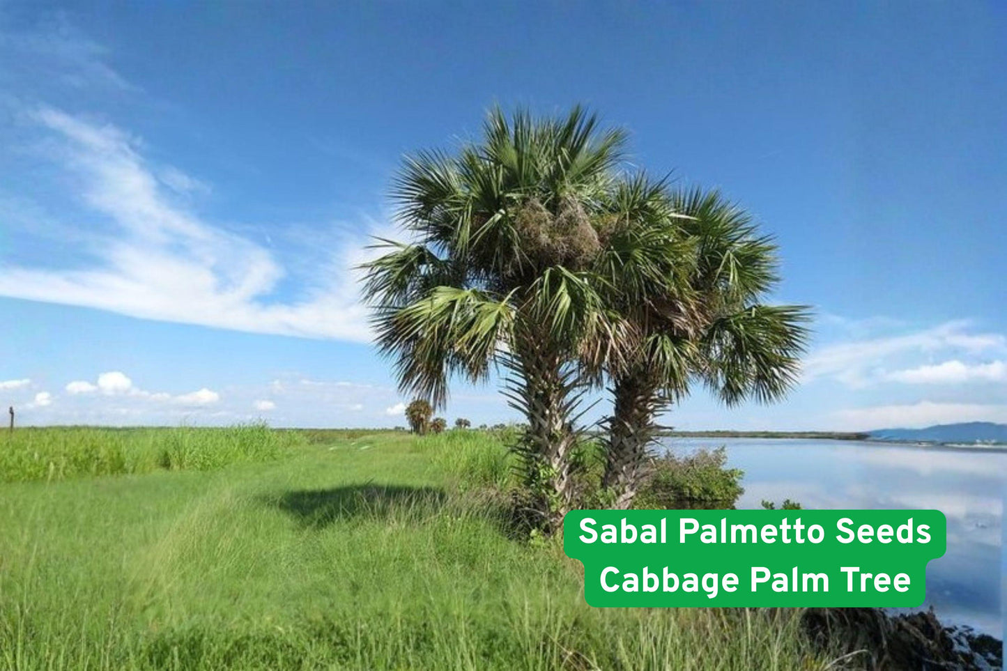 Sabal Palmetto Seeds - Cold Hardy Cabbage Palm Tree for Tropical & Coastal Landscaping