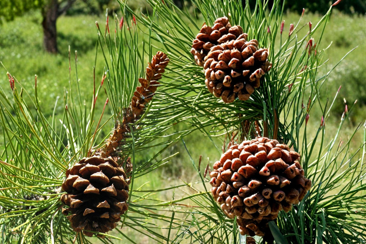 Ponderosa Pine Seeds – Pinus ponderosa – Evergreen Conifer Tree for Landscaping and Reforestation