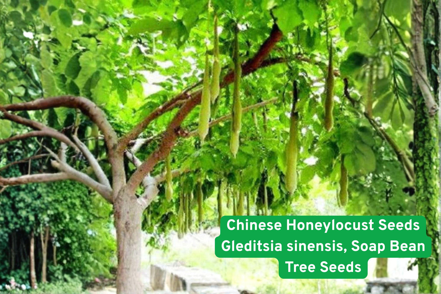 Chinese Honeylocust Seeds | Soap Bean Tree Gleditsia sinensis | Rare Ornamental Shade Tree for Medicinal & Garden Use