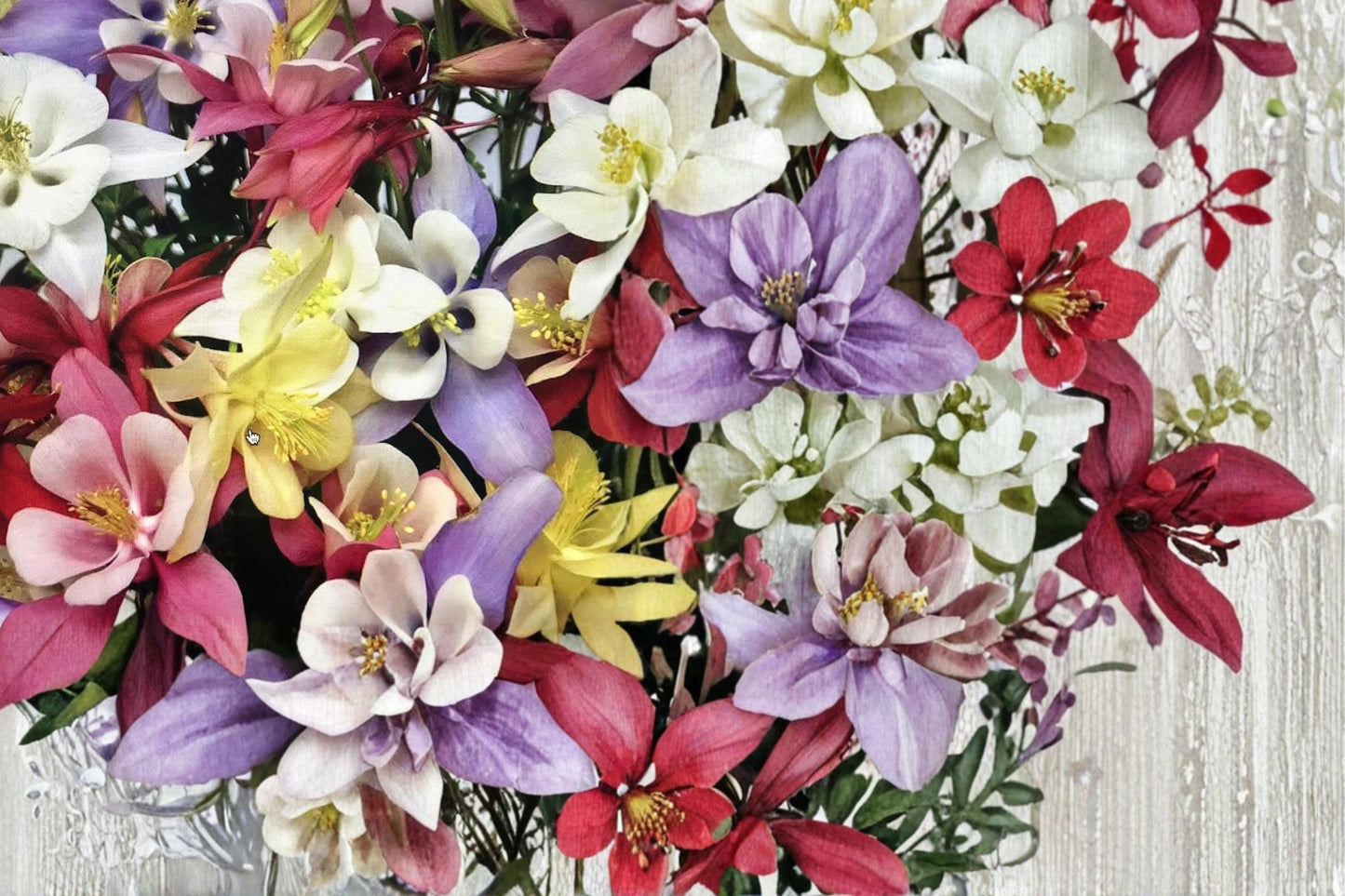 Columbine Seeds Mix – Aquilegia vulgaris Perennial Wildflower for Borders & Pollinators
