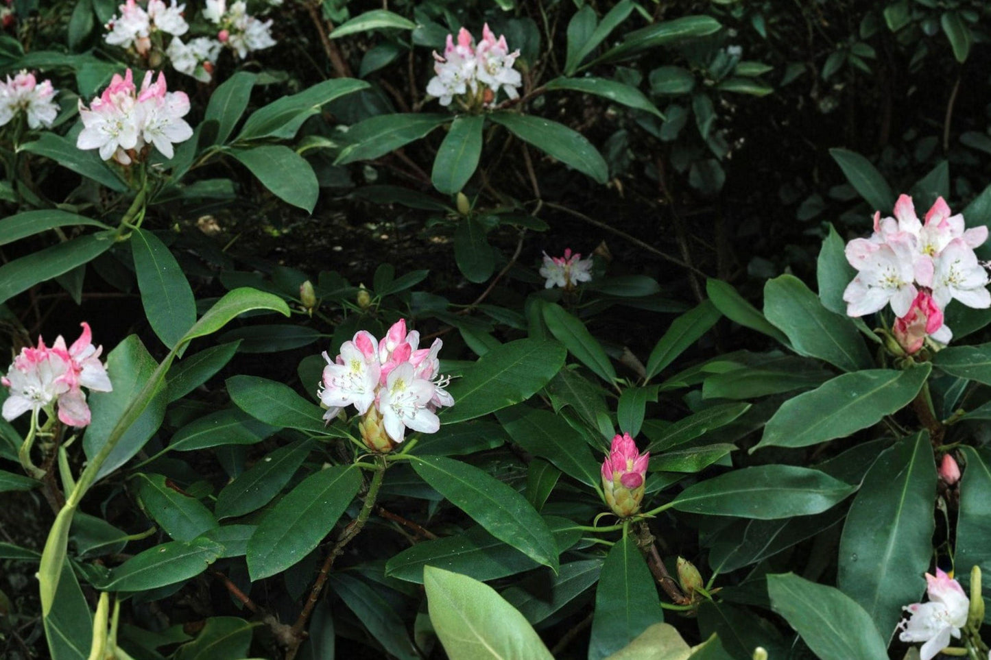 Rhododendron maximum Evergreen Shrub – Great Laurel Live Plant in Bare Root, Partial Shade, White to Pink-Purple Flowers