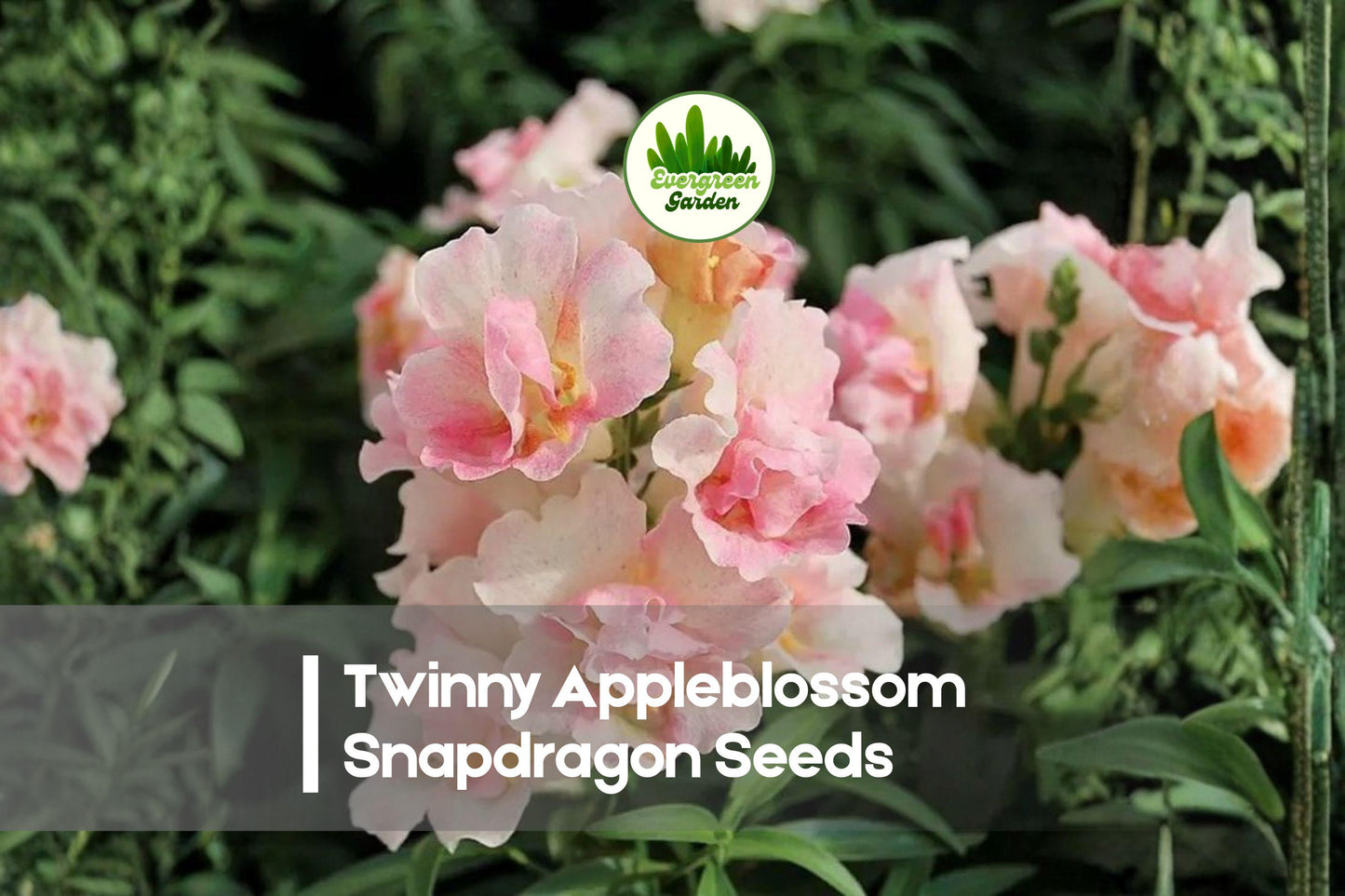Twinny Appleblossom Snapdragon Seeds | Double Pink & White Bicolor | Antirrhinum majus | Compact Annual for Containers & Borders