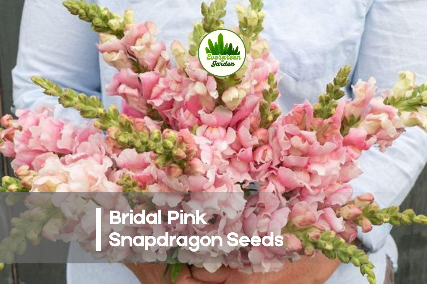 1000 Bridal Pink Snapdragon Seeds - Soft Blush Pink Flowers, Tall Upright Annual, Antirrhinum majus for Cut Flowers & Borders