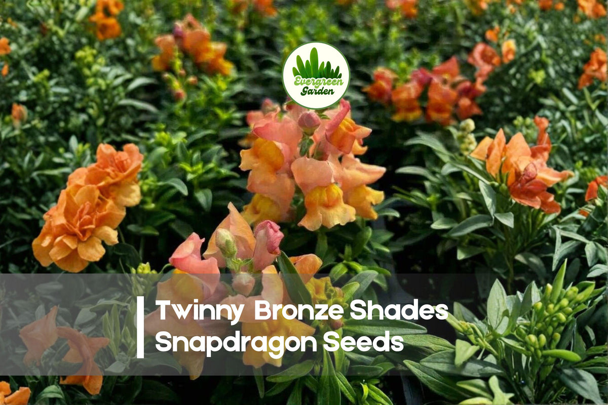1000 Twinny Bronze Shades Snapdragon Seeds | Double-Flower Antirrhinum majus for Containers & Borders