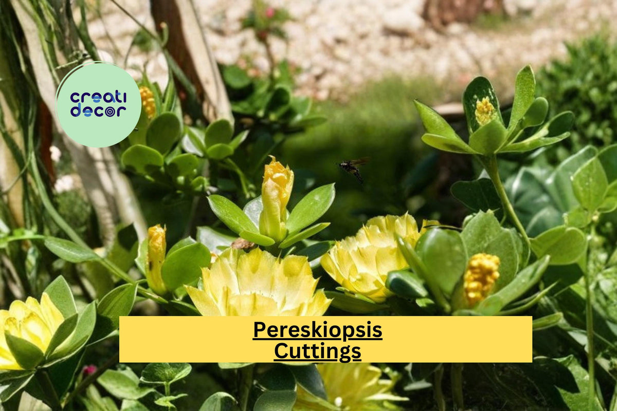 Pereskiopsis Live Cuttings – 5 Pack, 5-Inch Succulent Grafting Rootstock, Pereskiopsis sp. Cactus Relative for Propagation