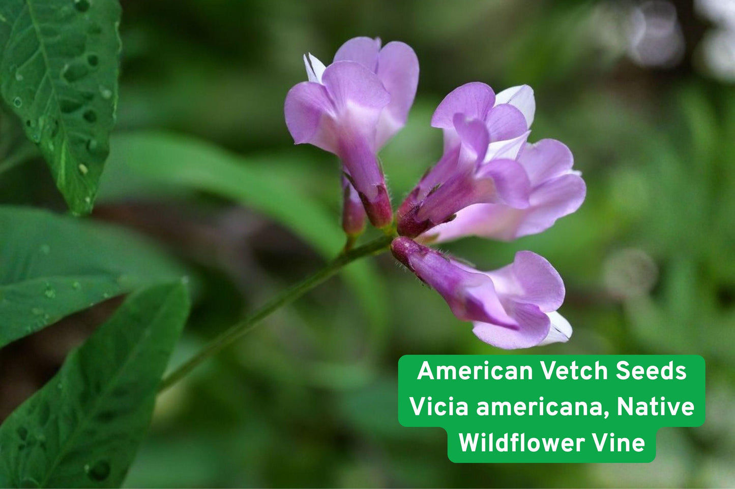 American Vetch Seeds - Native Wildflower Vine, Purple Blooms, Nitrogen Fixing Cover Crop, Vicia americana, Pollinator & Erosion Control