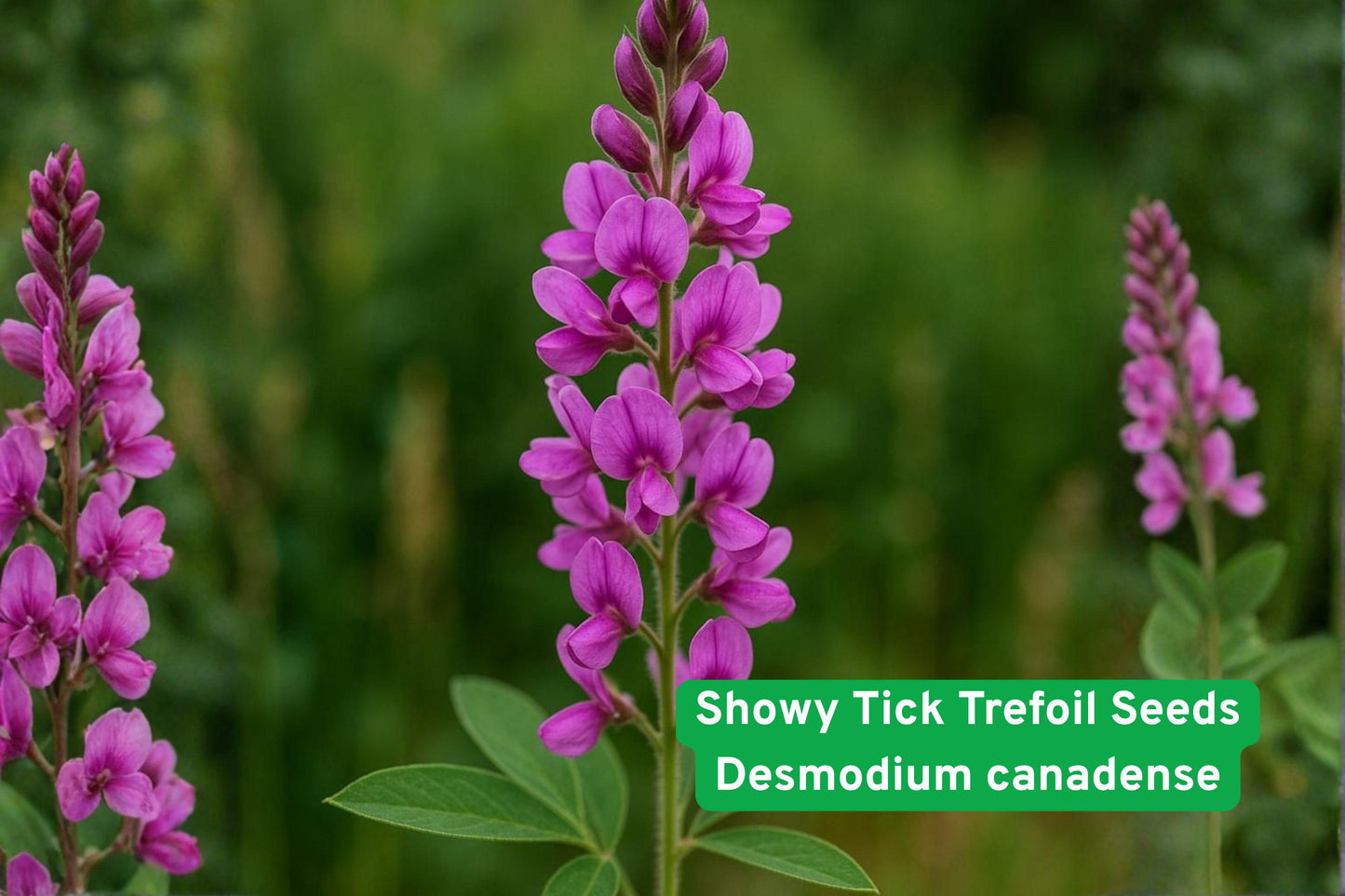 Showy Tick Trefoil Seeds | Native Pink Wildflower | Desmodium canadense | Pollinator & Prairie Restoration Plant