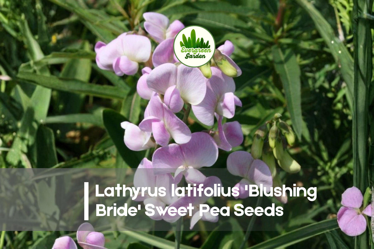 Lathyrus latifolius 'Blushing Bride' Perennial Sweet Pea Seeds, Pale Pink Climbing Flower for Garden Trellises & Borders