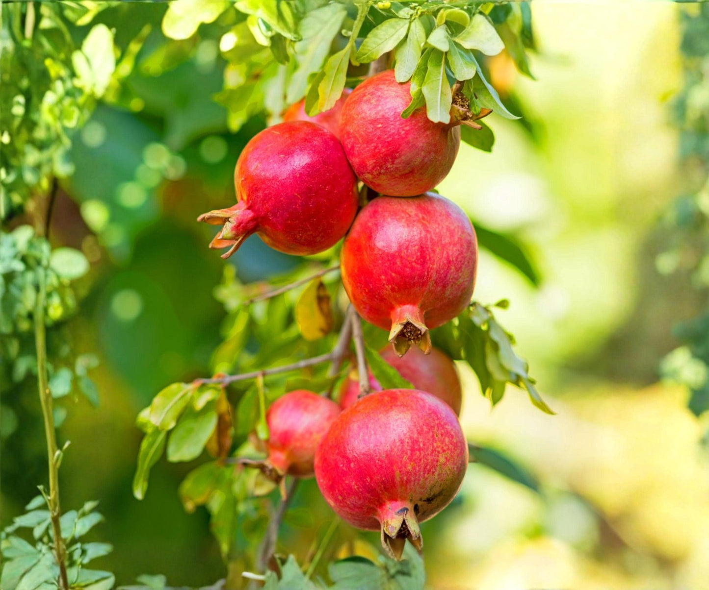 Pomegranate Live Plants Set of 4 | "Wonderful" Fruit Trees for Edible Garden | Punica granatum