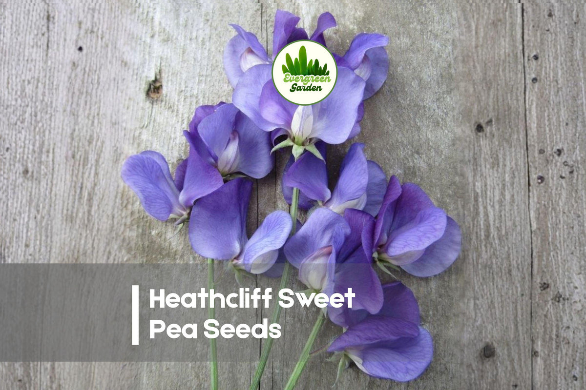Heathcliff Sweet Pea Seeds, Deep Blue Fragrant Climbing Flower, Lathyrus odoratus, for Trellises & Borders, 50 Seeds
