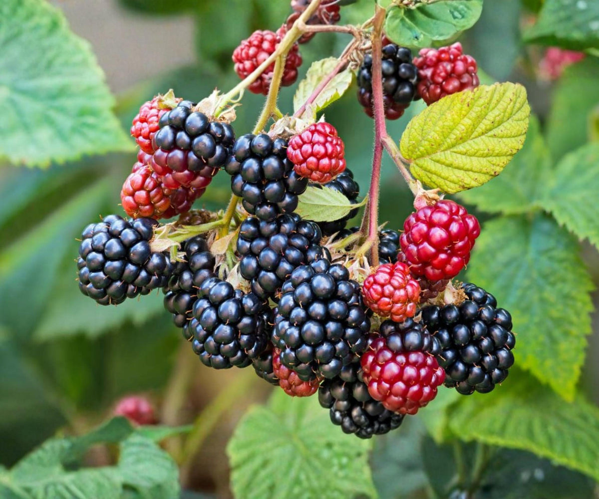 Blackberry Live Plants Set of 4 | Fruit Bushes for Outdoor Garden | Rubus fruticosus | Edible Landscaping