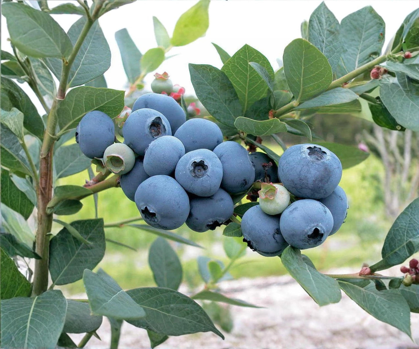 Blueberry Live Plants Set of 4 | Biloxi Variety, Sweet Fruit, Self-Pollinating, Outdoor Garden, Container Growing