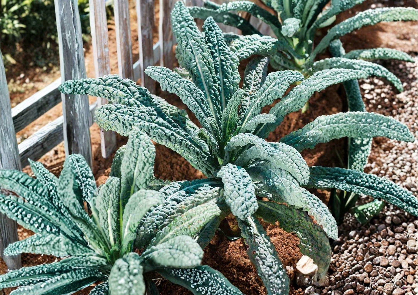 Blue Scotch Vates Kale Seeds – Heirloom Cold Hardy Curled Blue-Green Leaves, Brassica oleracea