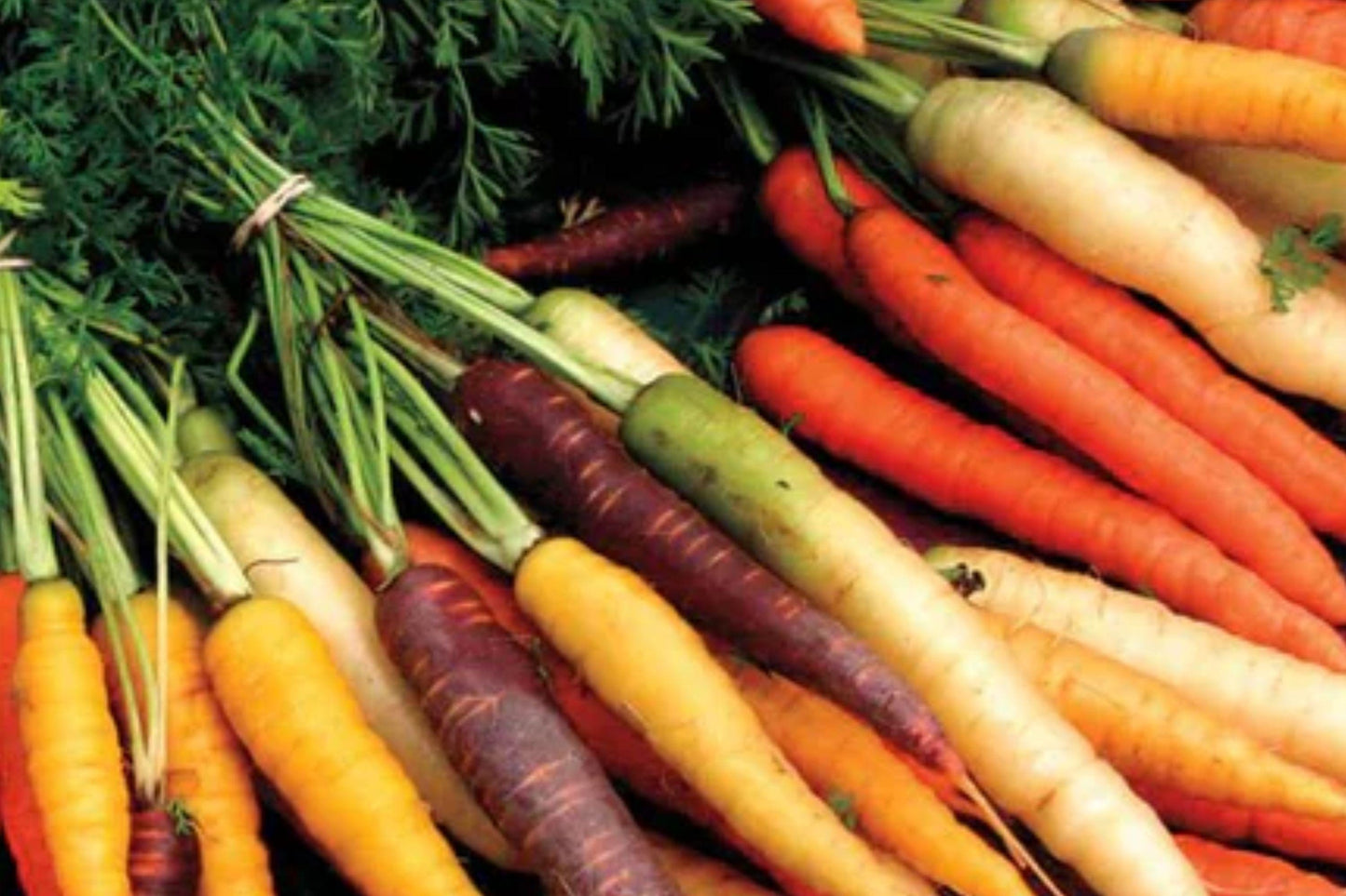 Rainbow Carrot Seeds - Heirloom Non-GMO Root Vegetable Mix - Colorful Carrot Blend for Garden, Containers, and Raised Beds