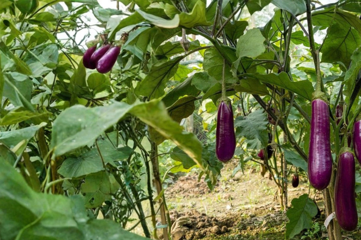Long Purple Eggplant Seeds – Solanum melongena, Herbaceous Annual, Edible Vegetable, Container & Garden Bed Plant