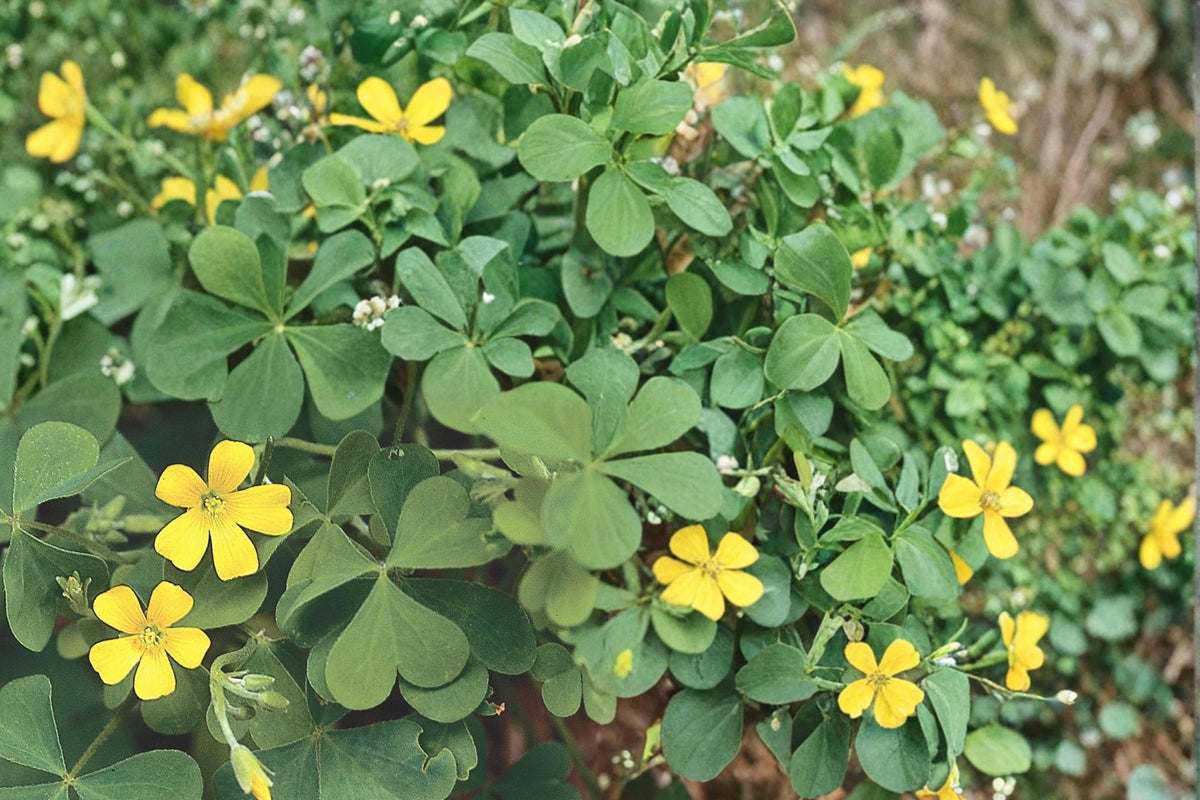 Yellow Wood Sorrel Seeds – Oxalis stricta Herbaceous Ground Cover, Small Yellow Flowers, Trifoliate Leaves, Native Plant Seed