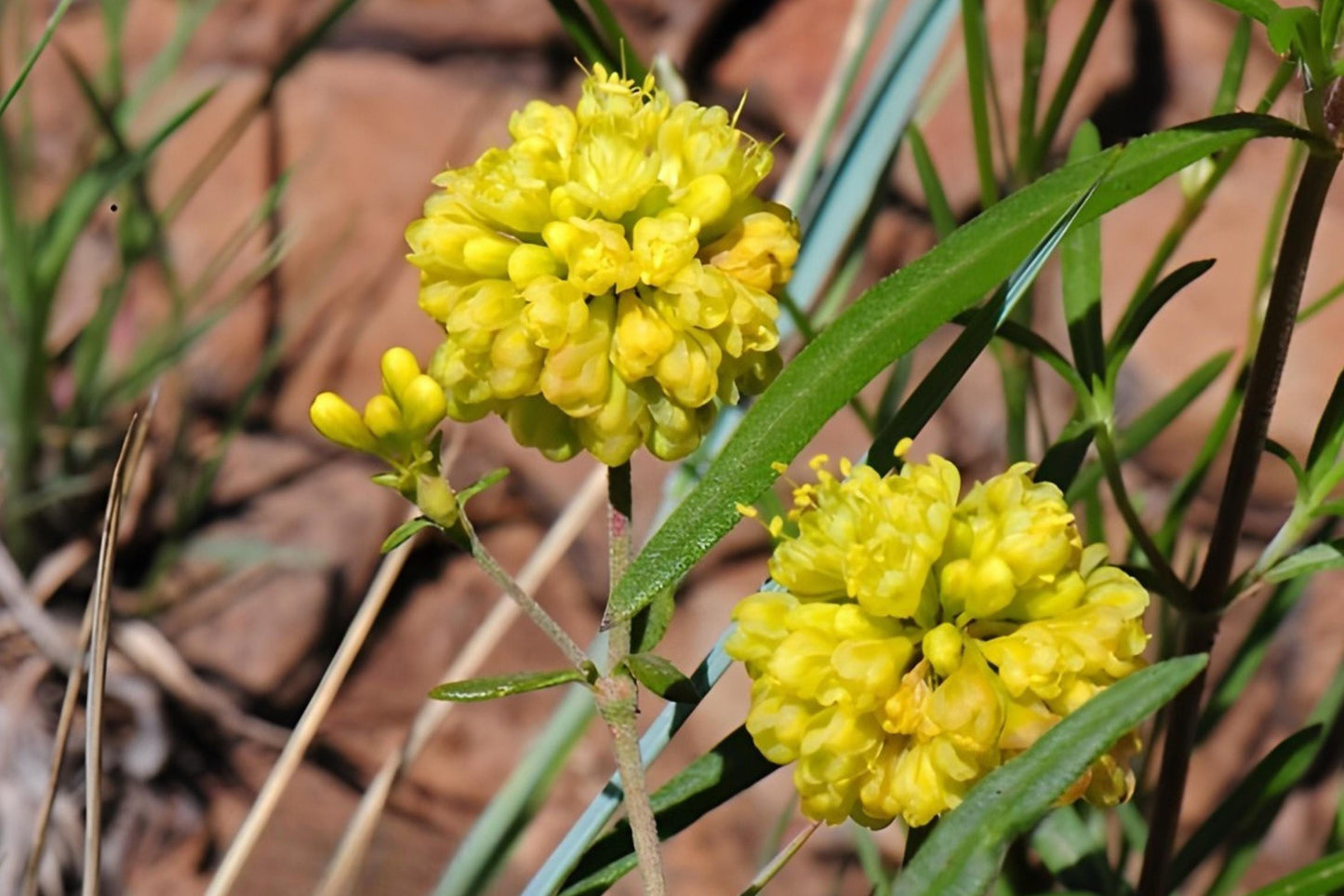 Sulfurflower Buckwheat Seeds (100) | Native Wildflower for Pollinators, Drought Tolerant, Eriogonum umbellatum