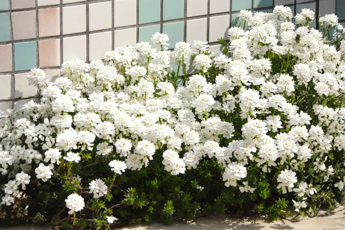 Candytuft Seeds - Empress Iberis amara - White Flowering Border & Cottage Garden Plant, Easy to Grow, Pack of 100