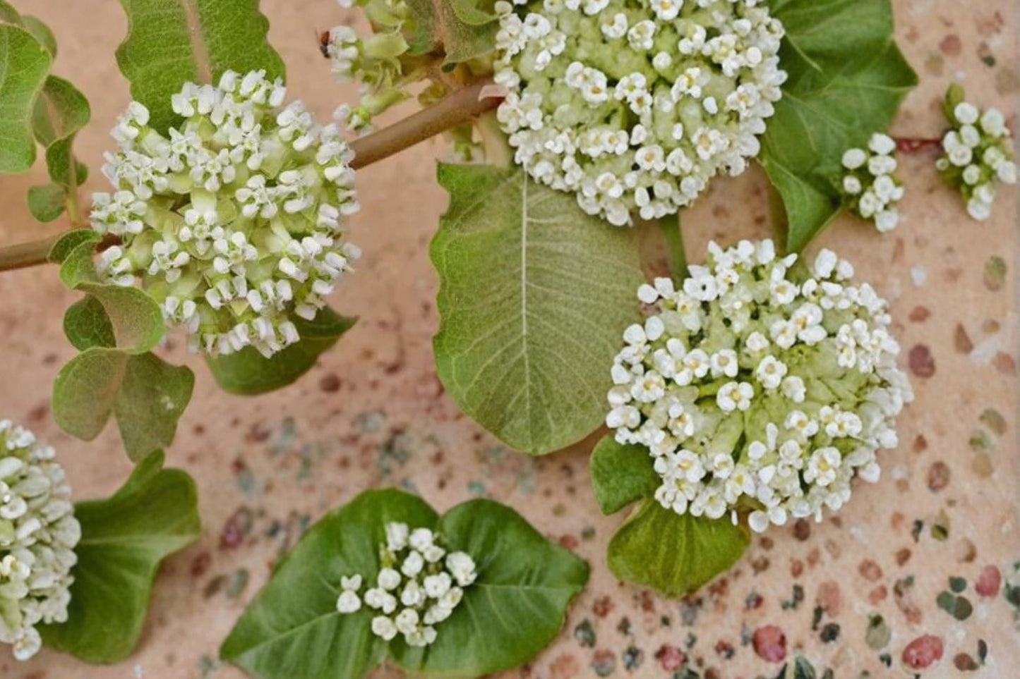 Western Sand Milkweed Seeds – Asclepias arenaria Herbaceous Perennial for Dry Gardens & Prairies, Drought Tolerant, Native Wildflower