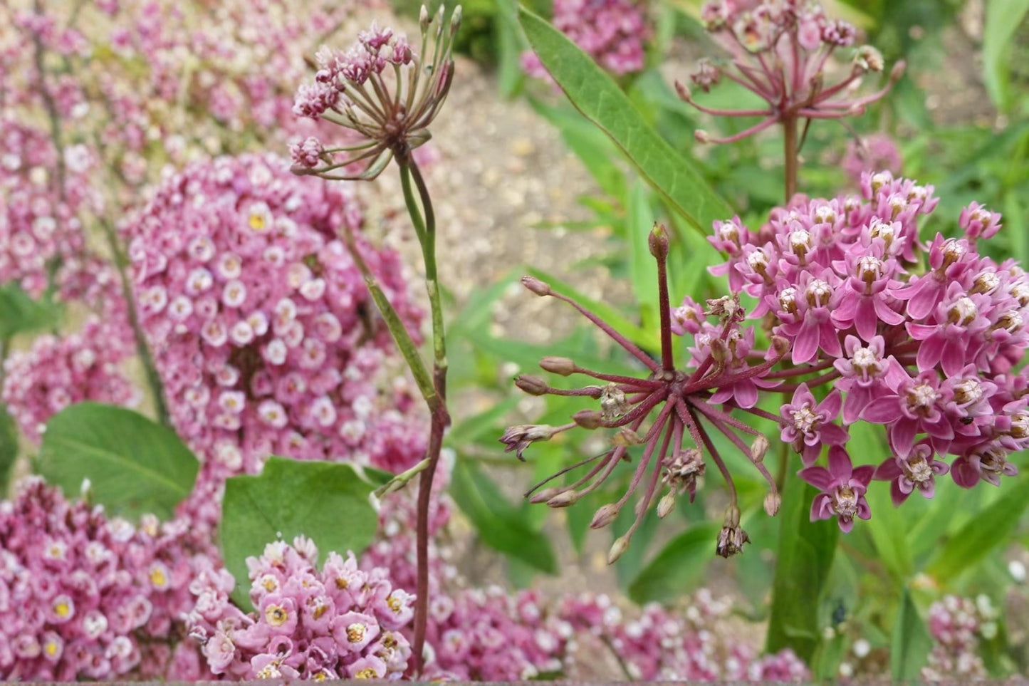 Rose Milkweed Seeds – Asclepias incarnata – Pink Flowers, Perennial, Wetland, Butterfly, Native Plant, Pollinator Garden