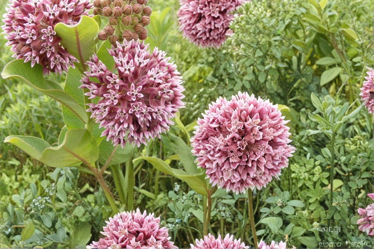 Common Milkweed Seeds – Asclepias syriaca – Native Perennial for Pollinator Gardens and Wildflower Landscaping