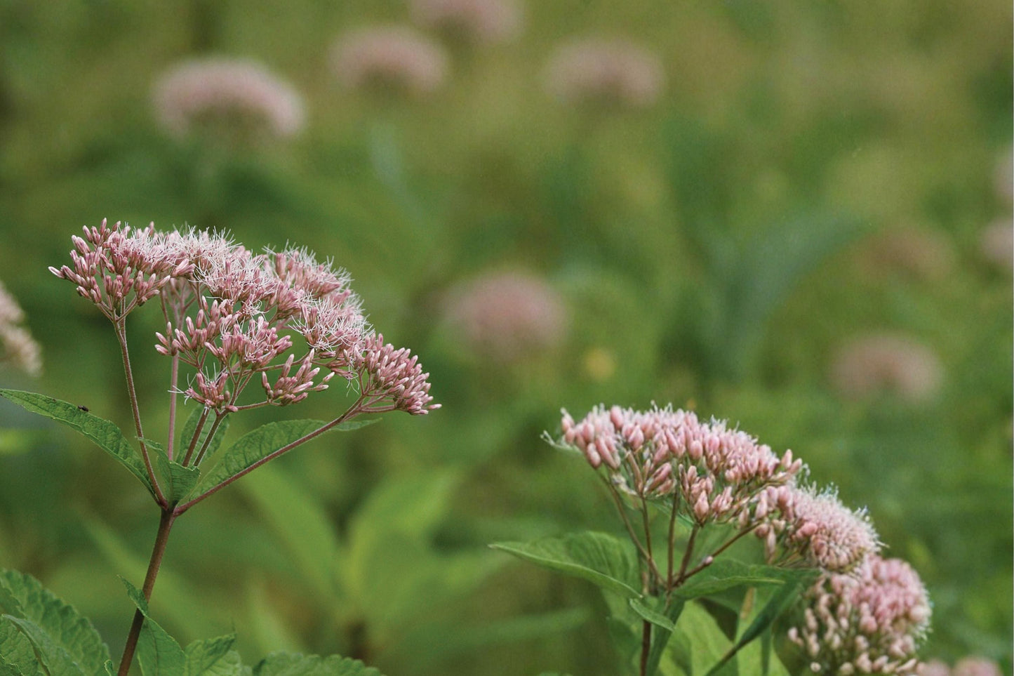 Hollow Joe Pye Weed Seeds – Eutrochium fistulosum – Perennial Native Wildflower with Mauve Pink Flower Clusters