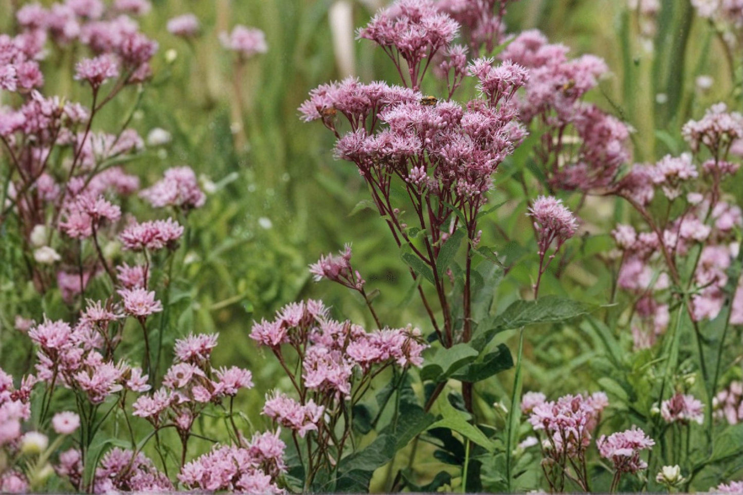 Joe Pye Weed Seeds – Eutrochium maculatum – Perennial Pink Mauve Flower Clusters for Gardens & Meadows