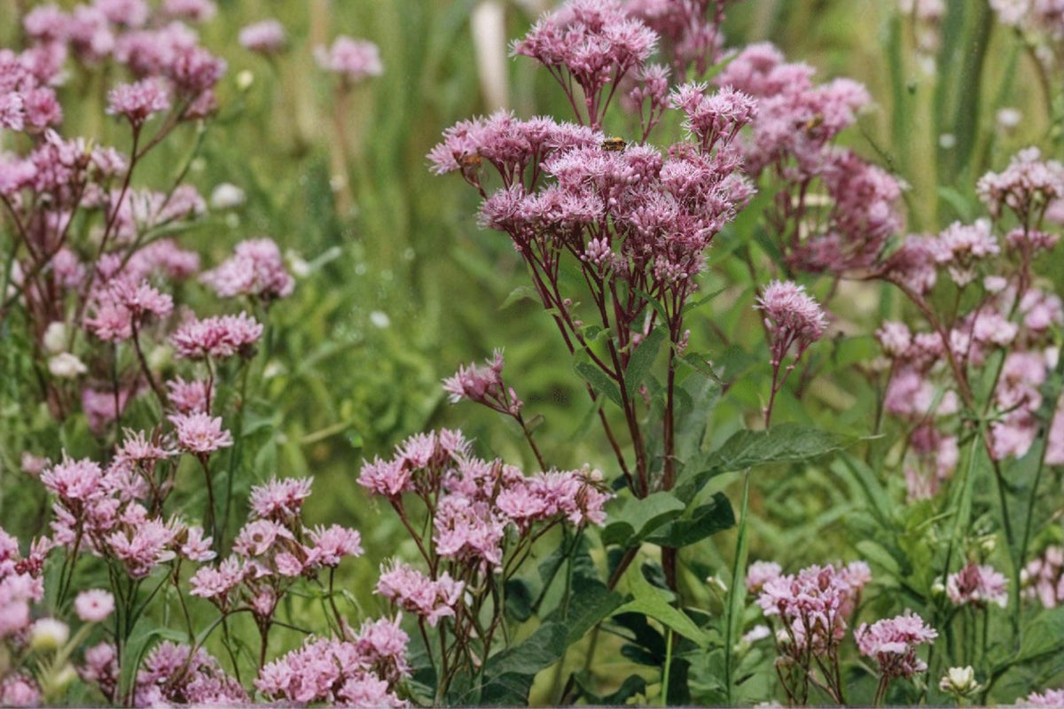 Joe Pye Weed Seeds – Eutrochium maculatum, Perennial Pink Mauve Flowers, Native Meadow Plant, Pollinator-Friendly Seed Pack