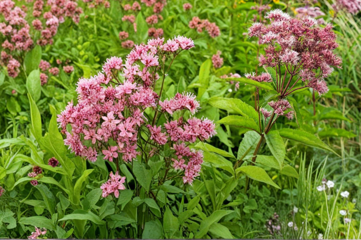 Purple Joe Pye Weed Seeds – Eutrochium purpureum Herbaceous Perennial with Pink to Purple Flower Clusters, Native Wildflower for Gardens