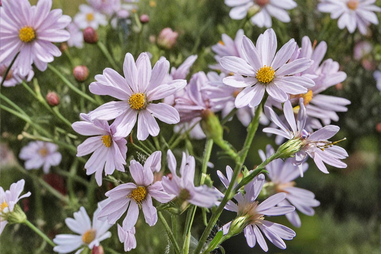 Drummond Aster Seeds 100 Pack – Symphyotrichum drummondii Native Perennial with Lavender Flowers for Wildflower Gardens