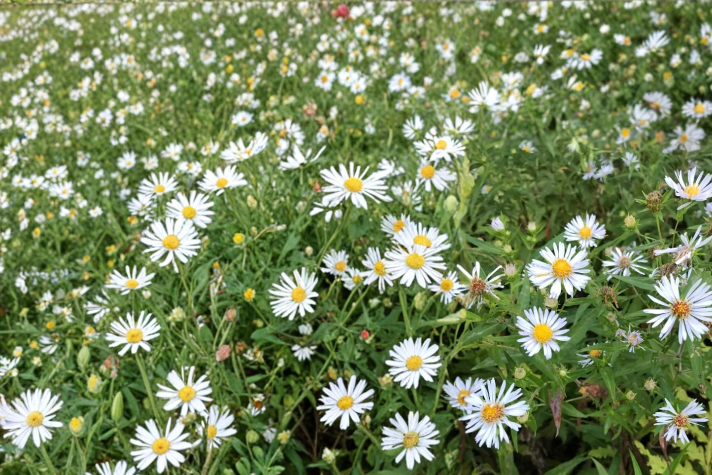 Shining Aster Seeds 100 Pack – Symphyotrichum firmum Native Perennial with Pale Lavender to Blue Flowers for Wildflower Gardens