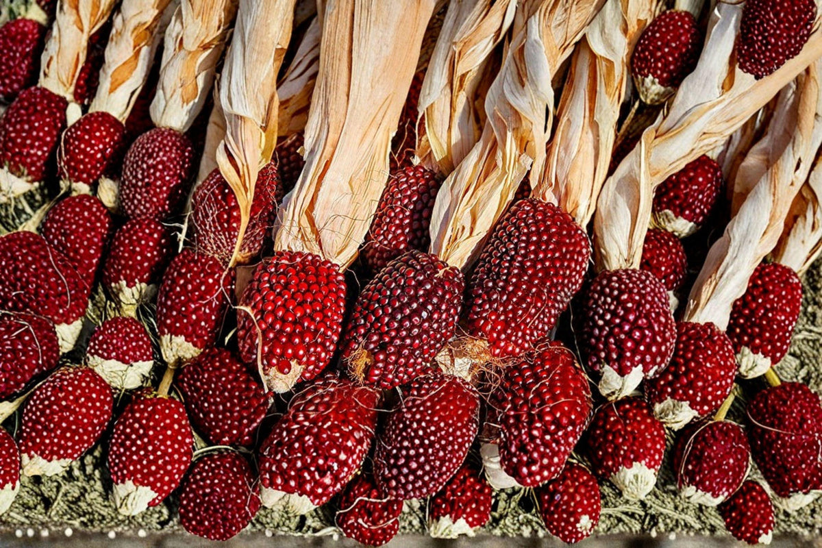 Strawberry Ruby Heirloom Corn Seeds | Ornamental Red Kernel Popcorn | Non-GMO, Organic, 30+ Seeds