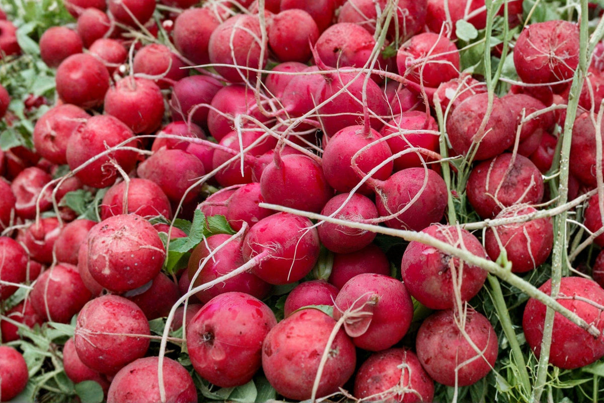Cherry Belle Radish Seeds – Heirloom Non-GMO Fast-Growing Root Vegetable, Bright Red, Round, 50+ Seeds