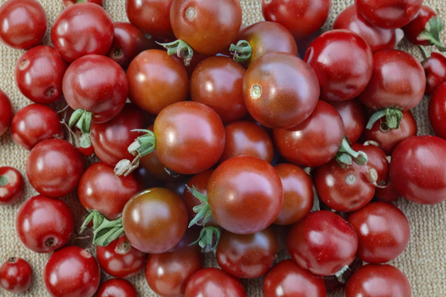 Brown Berry Organic Heirloom Cherry Tomato Seeds, Rare Indeterminate Variety, Sweet Flavor, High Yield, Non-GMO, 10+ Seeds