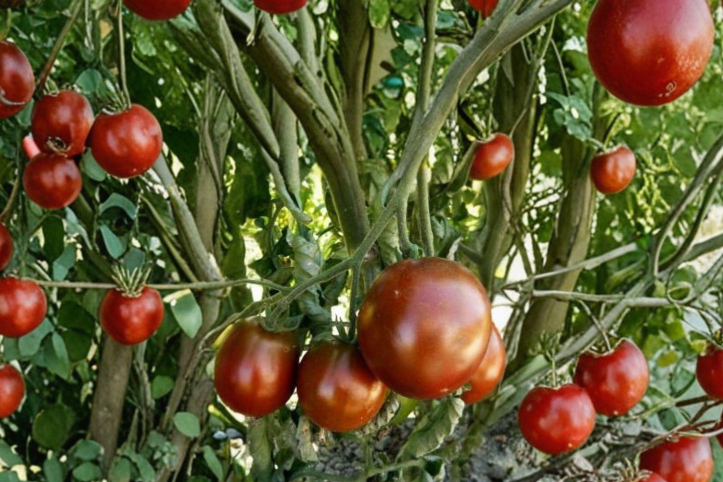 Black Prince Tomato Seeds – Rare Heirloom, Dark Purple-Red Fruit, Sweet Flavor, Indeterminate, 10+ Seeds