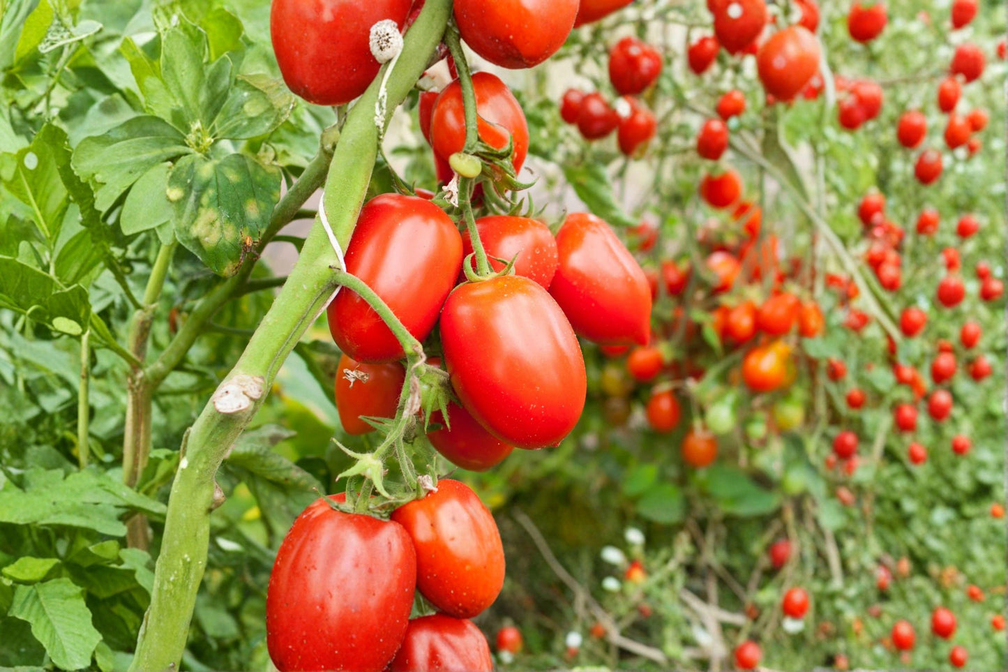 Roma Tomato Seeds Heirloom Paste Plum Red Fruit for Canning – 10+ Non-GMO Seeds for Sauce, Paste, and Cooking
