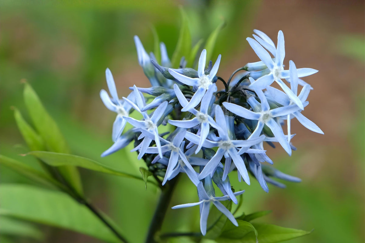 Ozark Bluestar Seeds (Amsonia illustris) – Native Perennial for Borders & Pollinator Gardens, Drought Tolerant, 10 Seeds