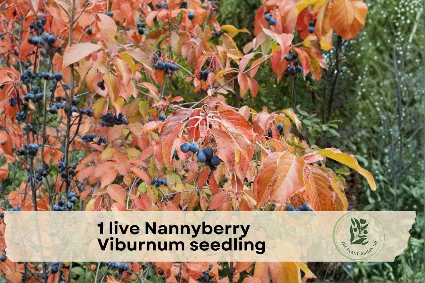 Live Nannyberry Viburnum Seedling – Native Shrub, Edible Berries, Wildlife-Friendly, 2 Feet Tall, Viburnum lentago Plant for Landscaping