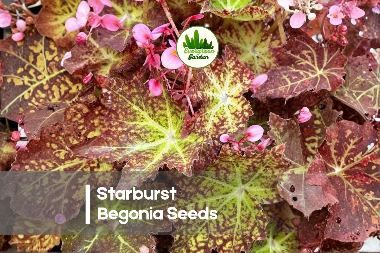 Starburst Rex Begonia Seeds – Foliage Plant, Shade-Loving, Decorative, Begonia rex hybrid, Indoor & Container Gardening