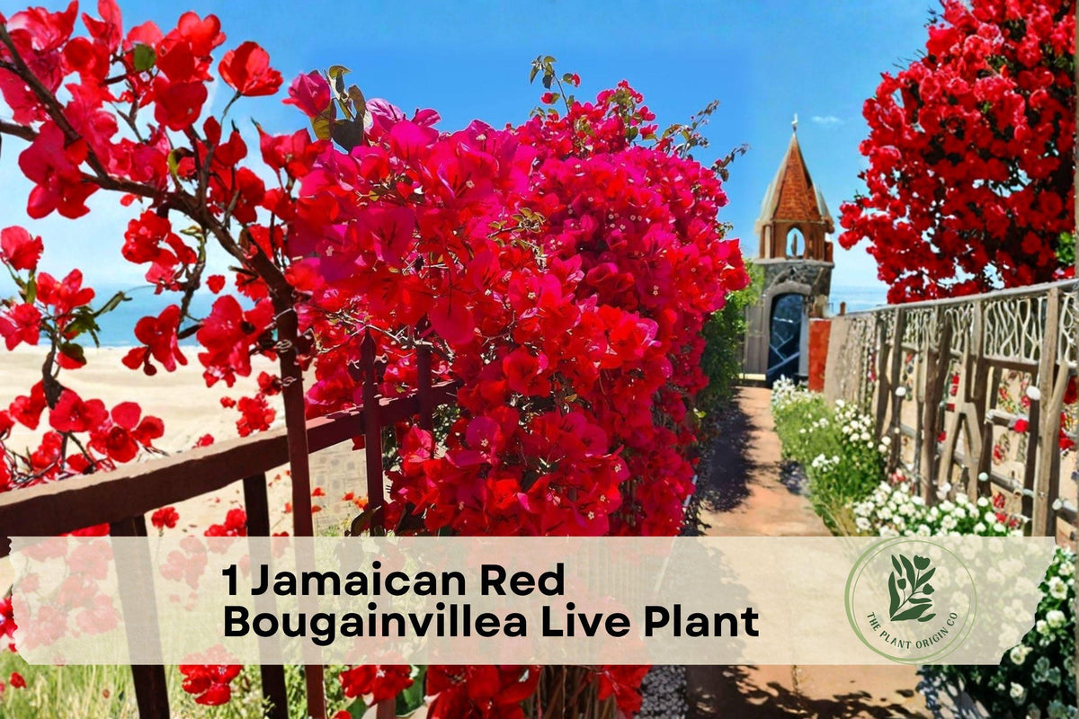Jamaican Red Bougainvillea Live Plant – Potted Starter Flowering Vine with Vibrant Red Bracts for Patio, Garden, or Container