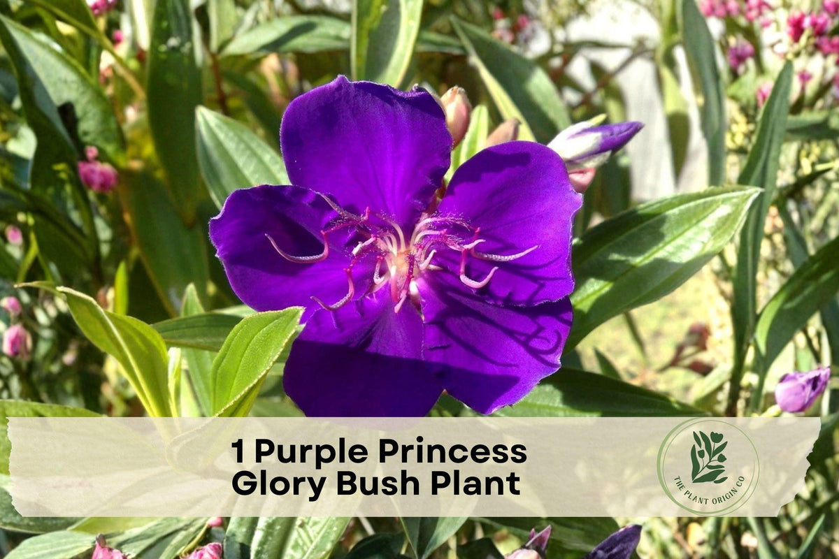 Purple Princess Glory Bush Plant – Live Potted Starter, Tibouchina lepidota with Vibrant Purple Flowers, Evergreen Tropical Shrub
