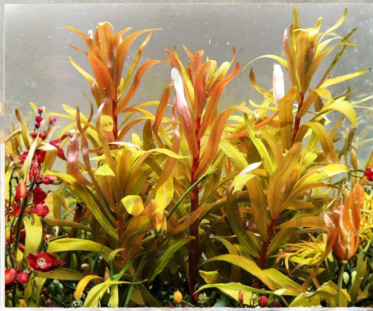 Nesaea Pedicellata Golden Live Aquarium Plant Stem - Vibrant Red and Gold Freshwater Aquascape, 4-8 Inches