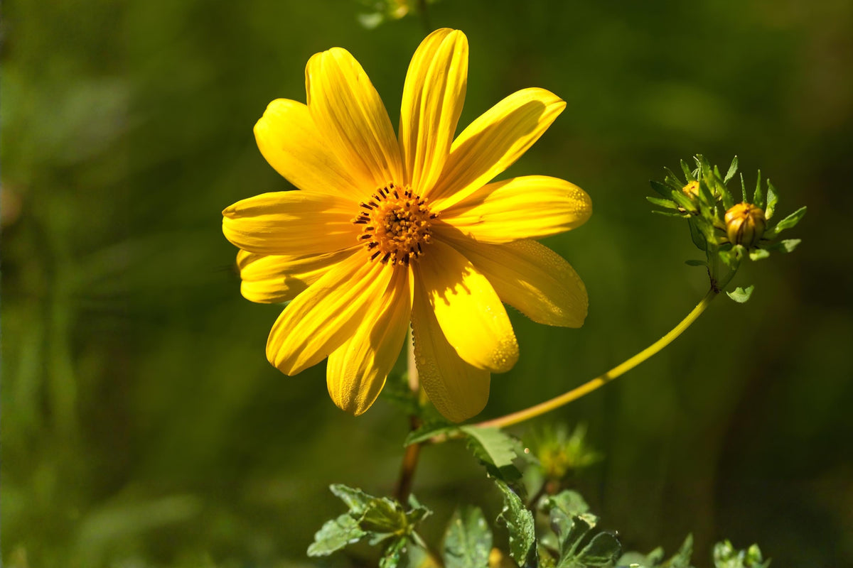 Swamp Marigold Seeds, Native Wildflower, Bright Yellow Daisy-Like Blooms, Wetlands & Rain Gardens, Bidens aristosa, 30 Seeds